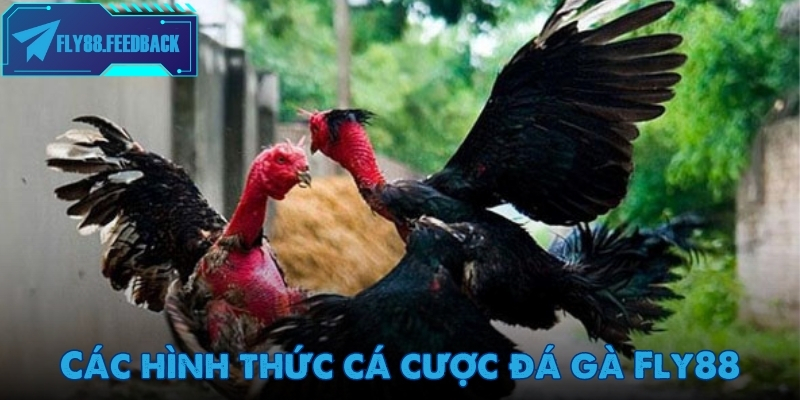 Tổng hợp hình thức cá cược đá gà Fly88 hot nhất 2025